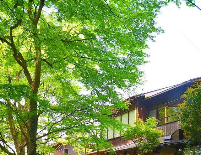 Matsumoto tei