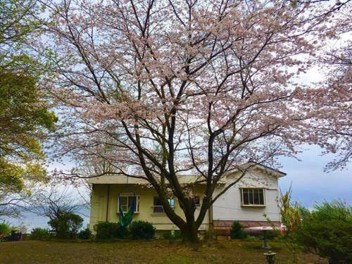 Sakura beach gardensbg
