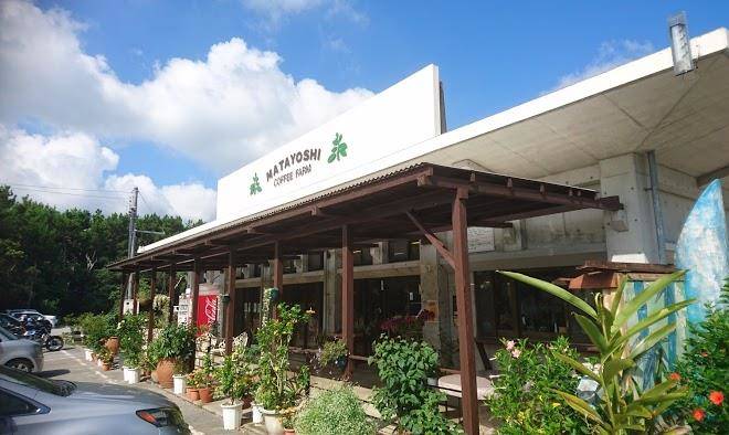 Matayoshi coffee farm