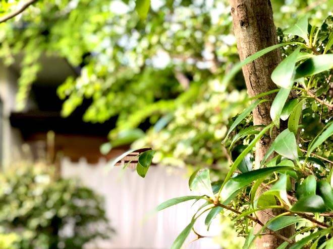 Wairudo & Neichahausu Yama Noie Image