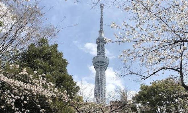 La krasse sumida