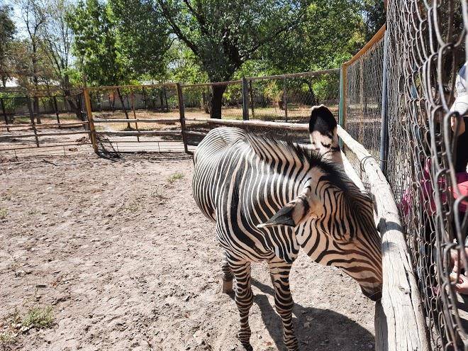 Baymyrza Sapar Image