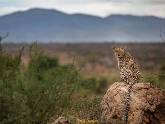 Saruni samburu