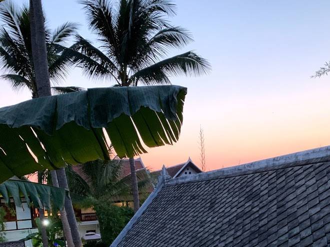 Le Bougainvillierplm Image