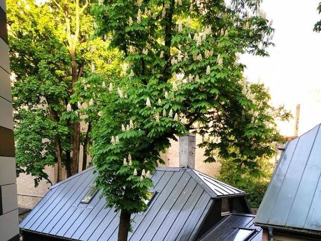 Black Flamingo Image