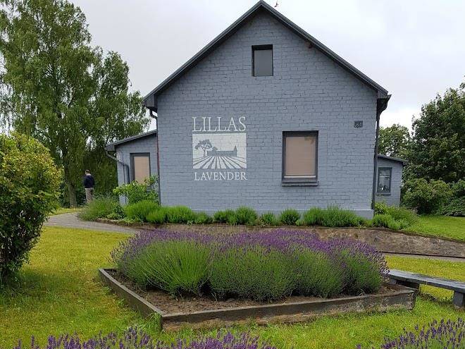 Lillaslavender kurzeme