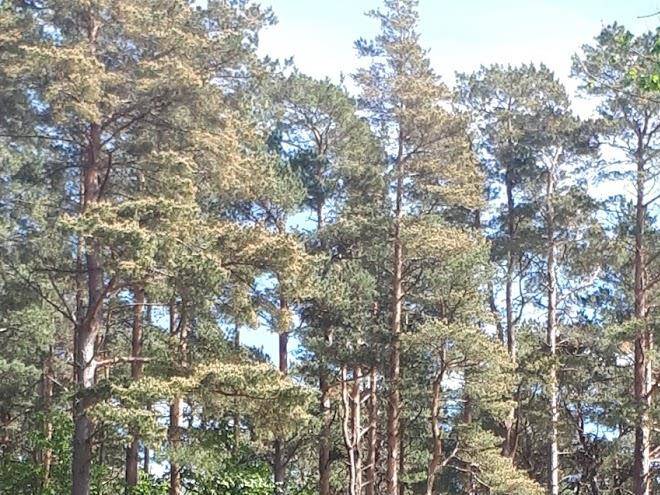 Ozolini Viesu Maja Image