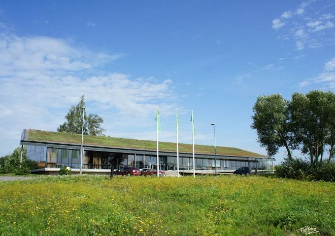 Zaliasis slenis