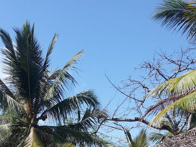 Locoloconavy Tribelife Image