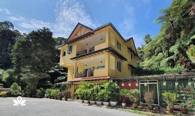 Arundina cameron highlands