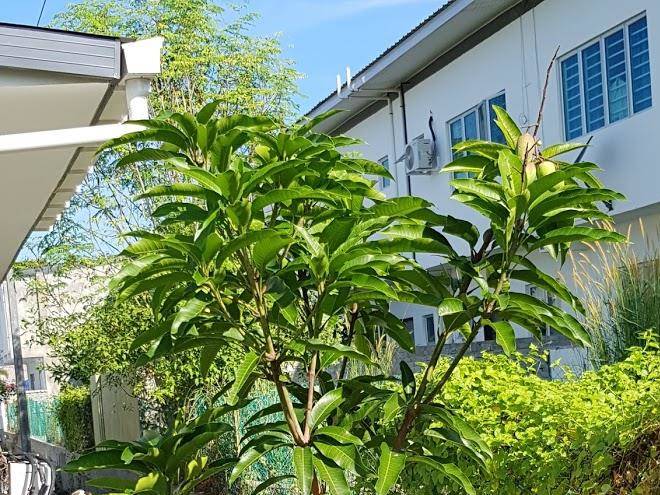Mungrina's homestay