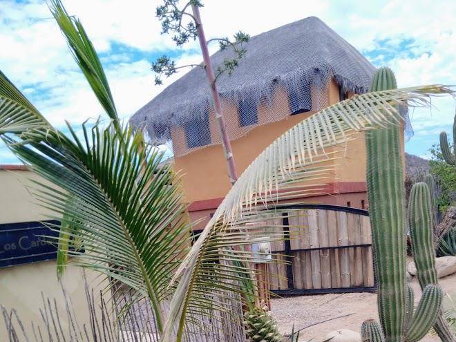 Los cardones