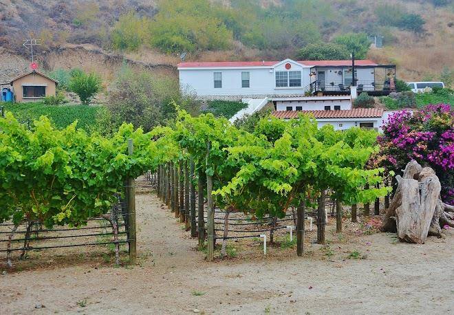 Vinas del tigre
