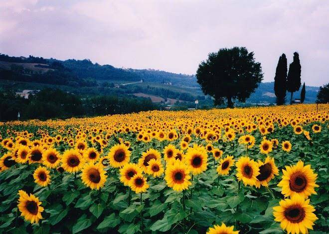 Hotel girasoles