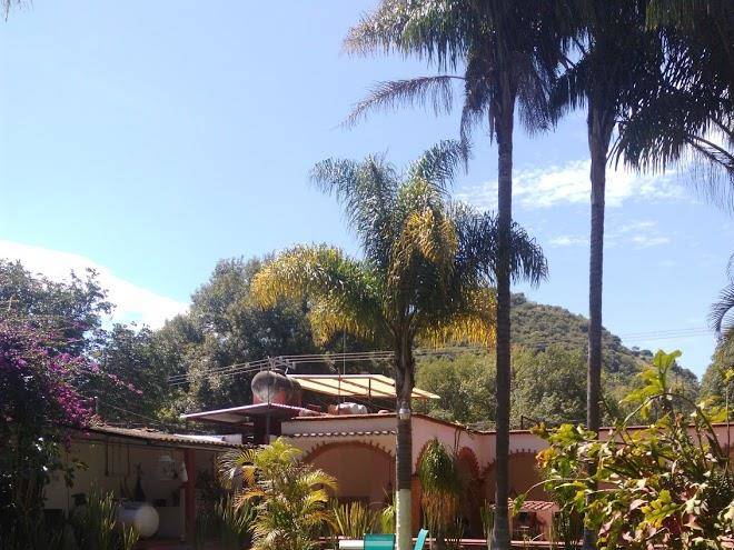 Los grillos