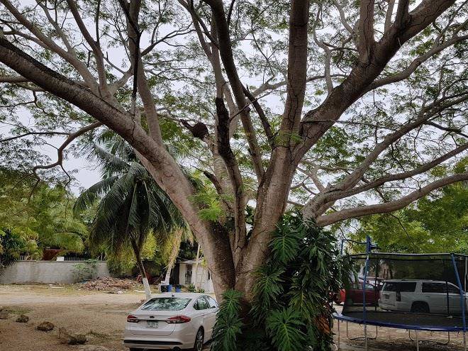 Casita carolina