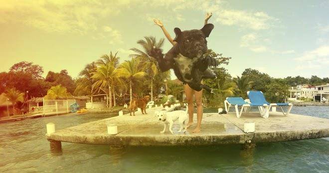 Tortuga bacalar