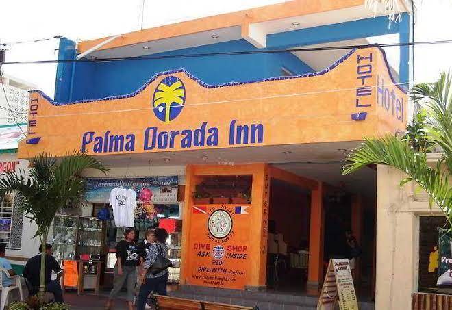 Palma dorada