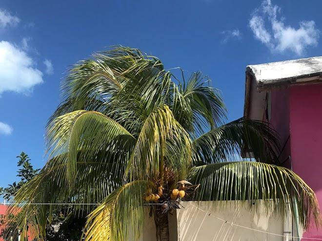 Gisell'as hotelito holbox