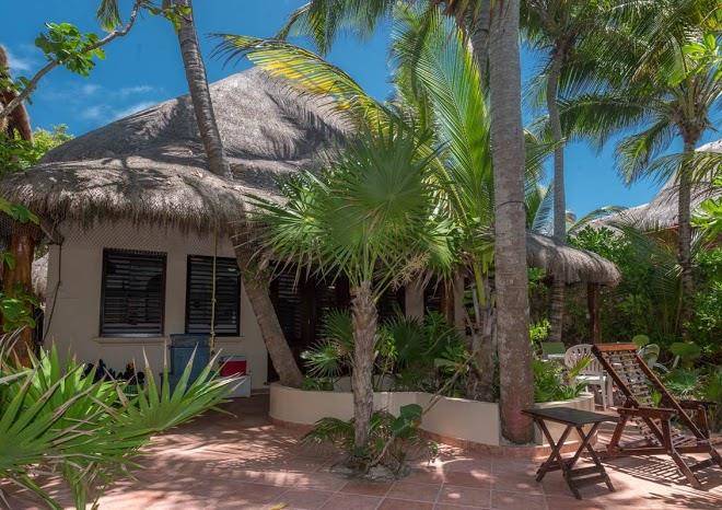 Tropical evergeens