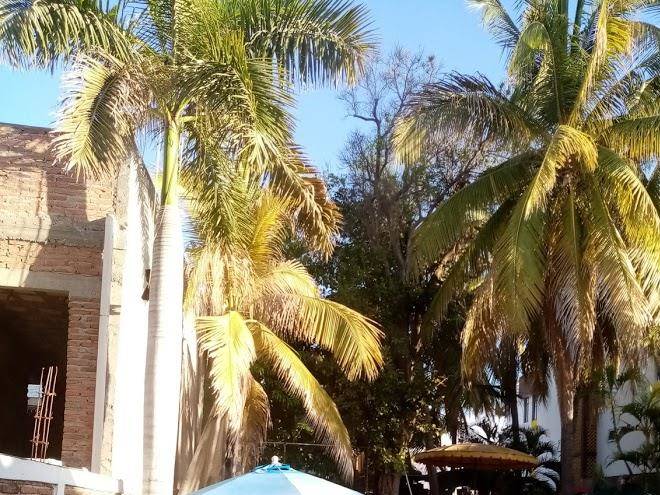 Los girasoles