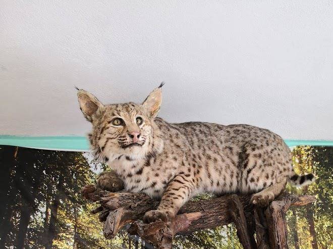 Hotel Real De Mazapil Image