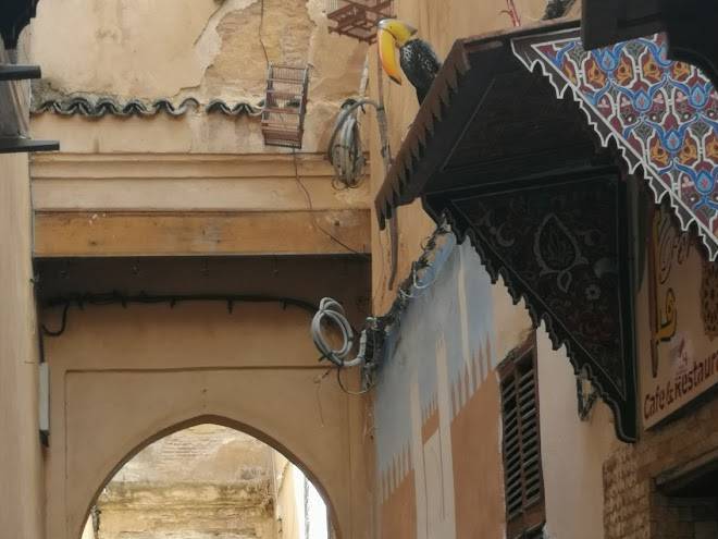 Riad anass al ouali