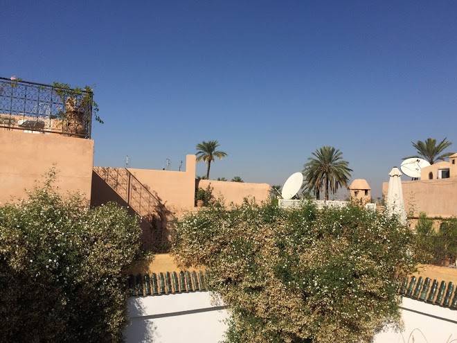 Riad chameleon