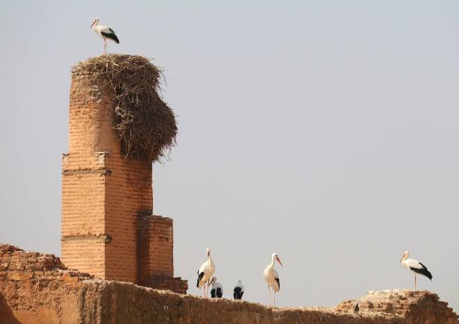 Riad el walida