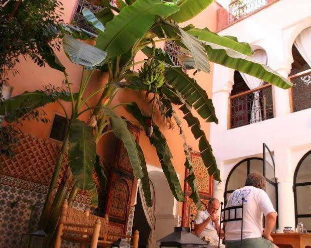Riad ineslisa
