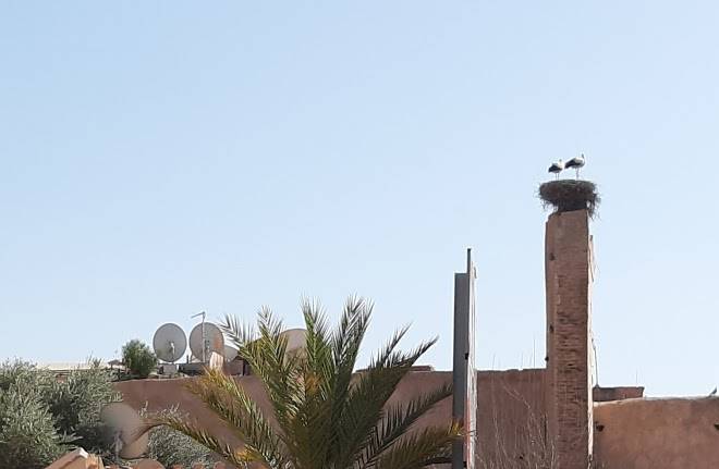 Riad jibril