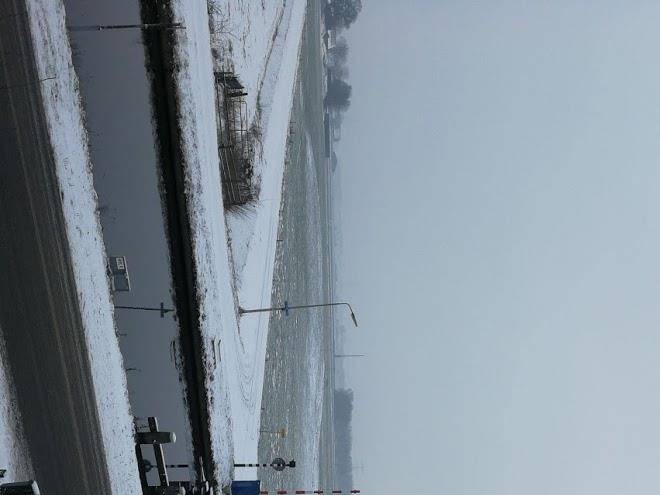 De distelweide