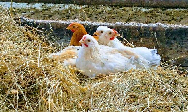 Kampeerboerderij Halfweg Image