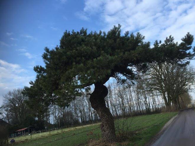 De Bostuin Veluwe Image