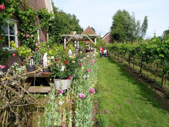Wijngaard schepershof
