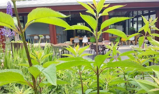 Logeer en doeboerderij de lummel