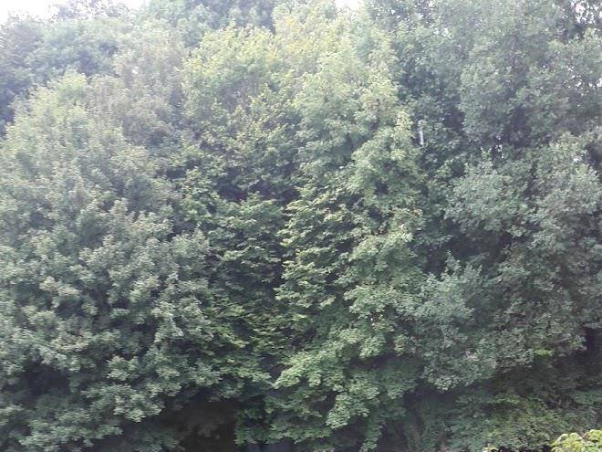 Kamer In Groene Omgeving Image