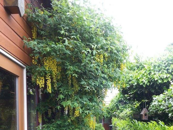 T zwanennest