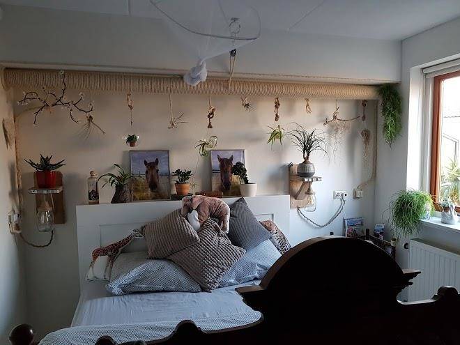 Dutch African Breeze Image