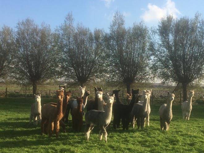 Alpaca & falabella ranch rzadkiewa