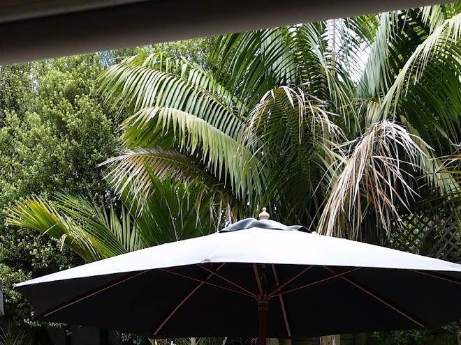 Kohimarama beach oasis
