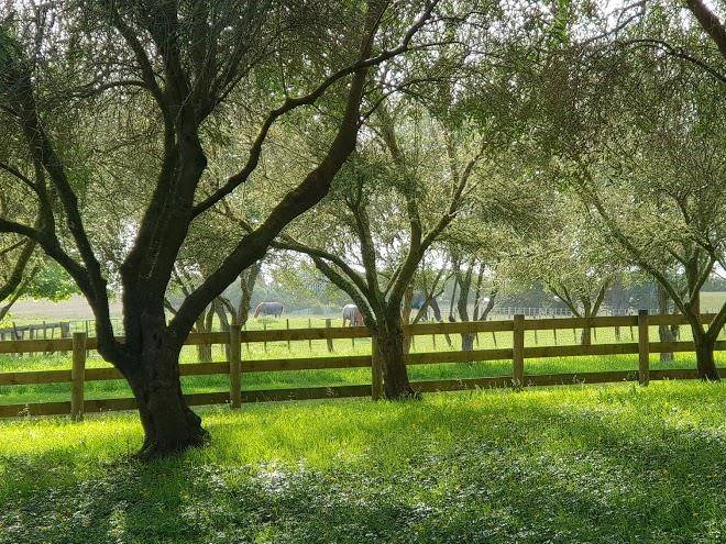 Summerfields farm