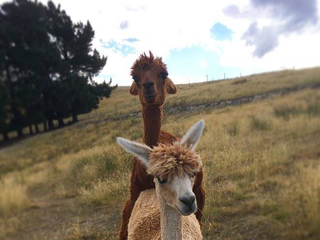 Falcon's rise alpaca farm