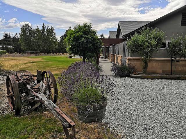 Vines on bannockburn
