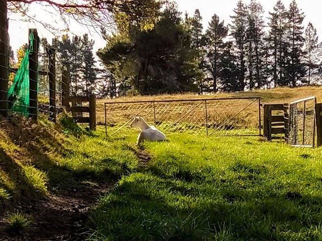 Te anau homestay