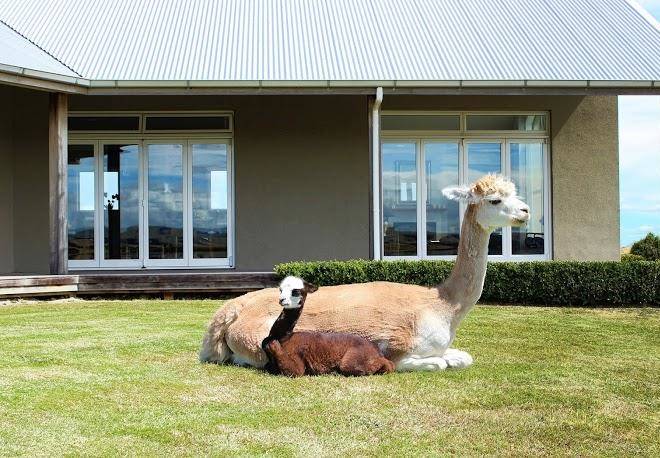 Gallin farm alpacas & farmstay