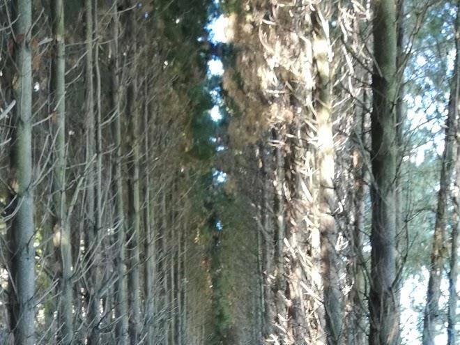 Whispering winds