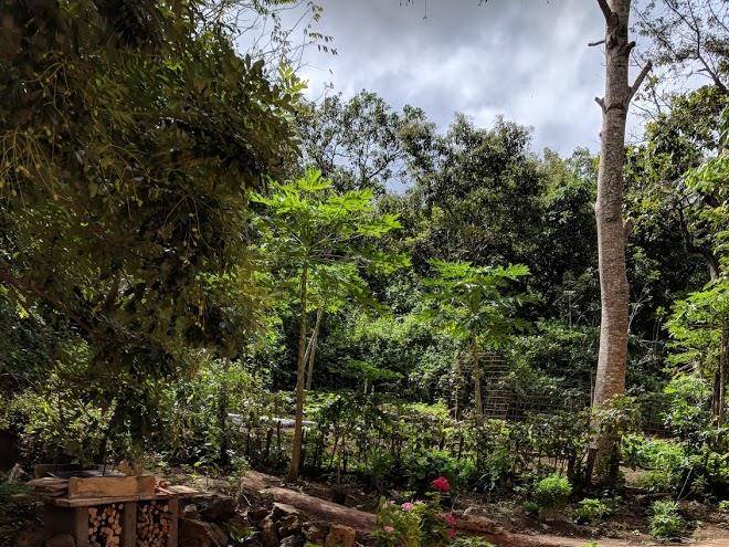 Quinta o