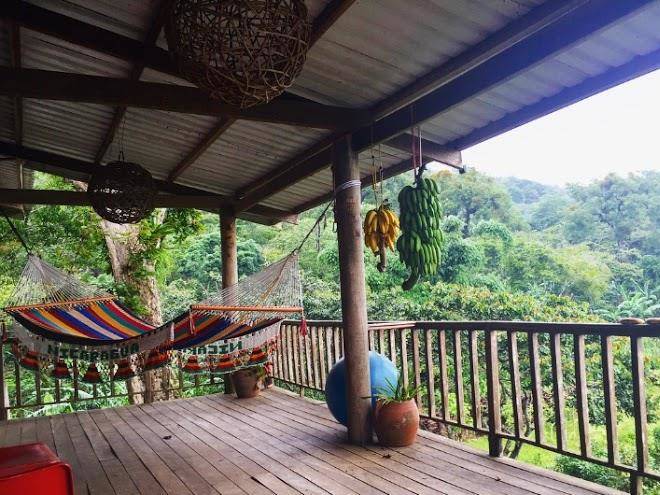 Finca musica del bosque