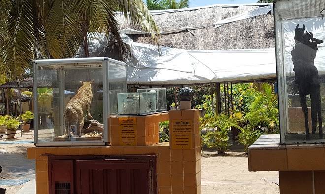 Whispering palms resort
